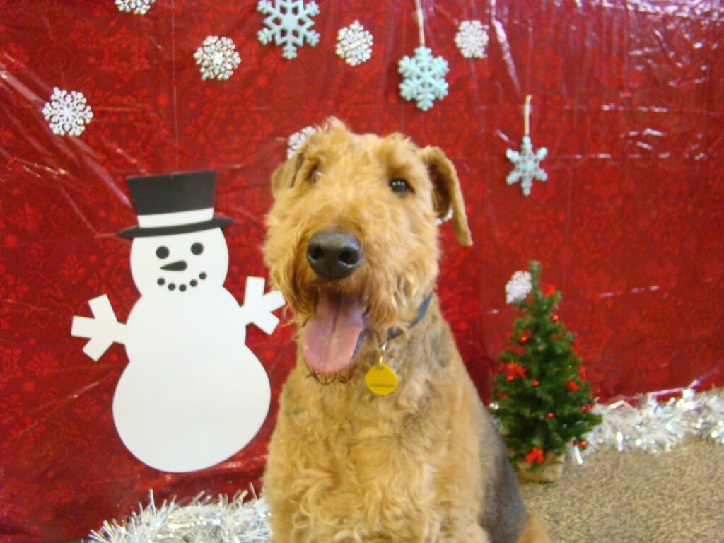 dog-boarding-during-christmas