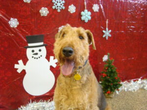 dog-boarding-during-christmas
