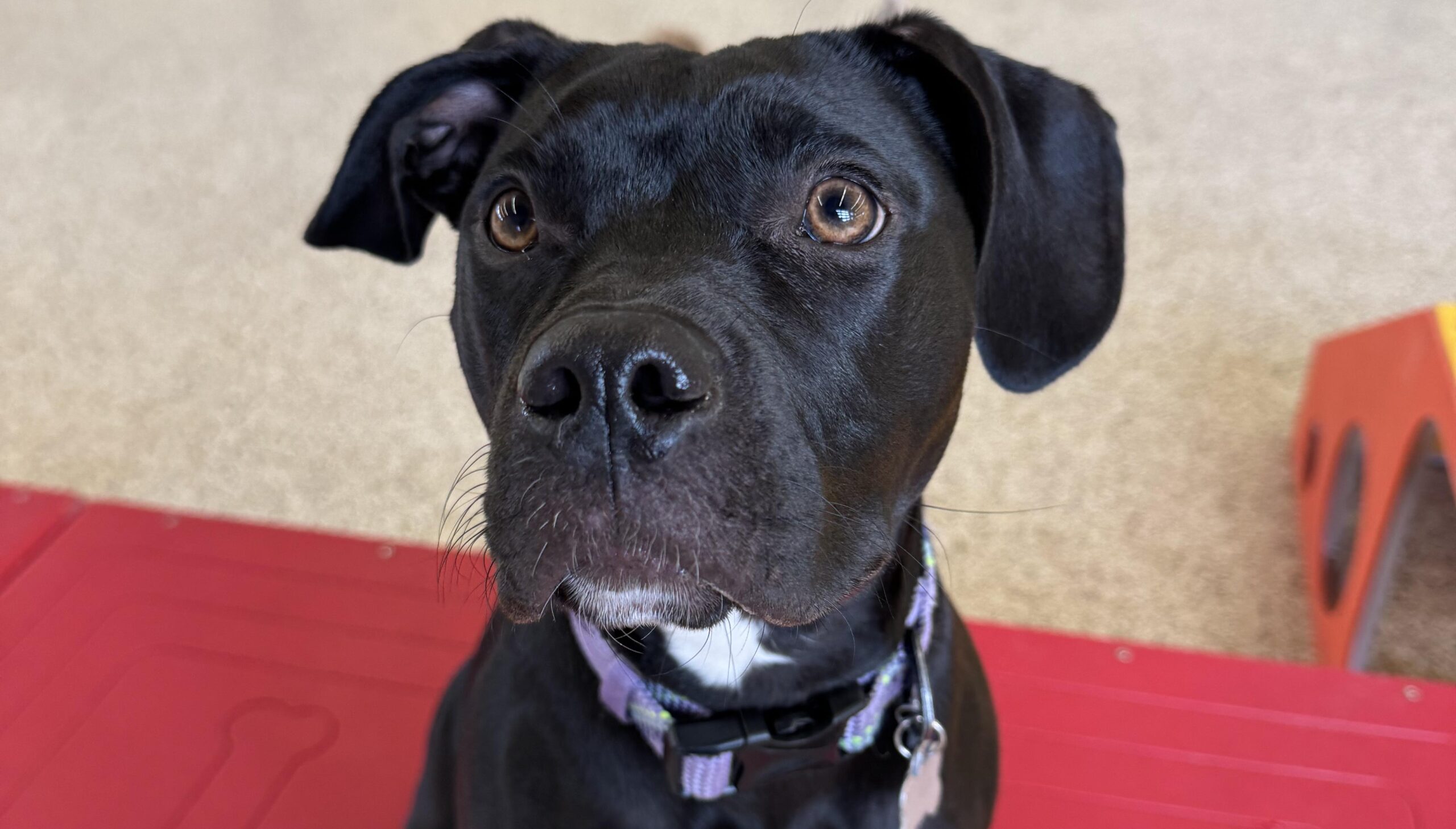 Puppy Boarding Top Block