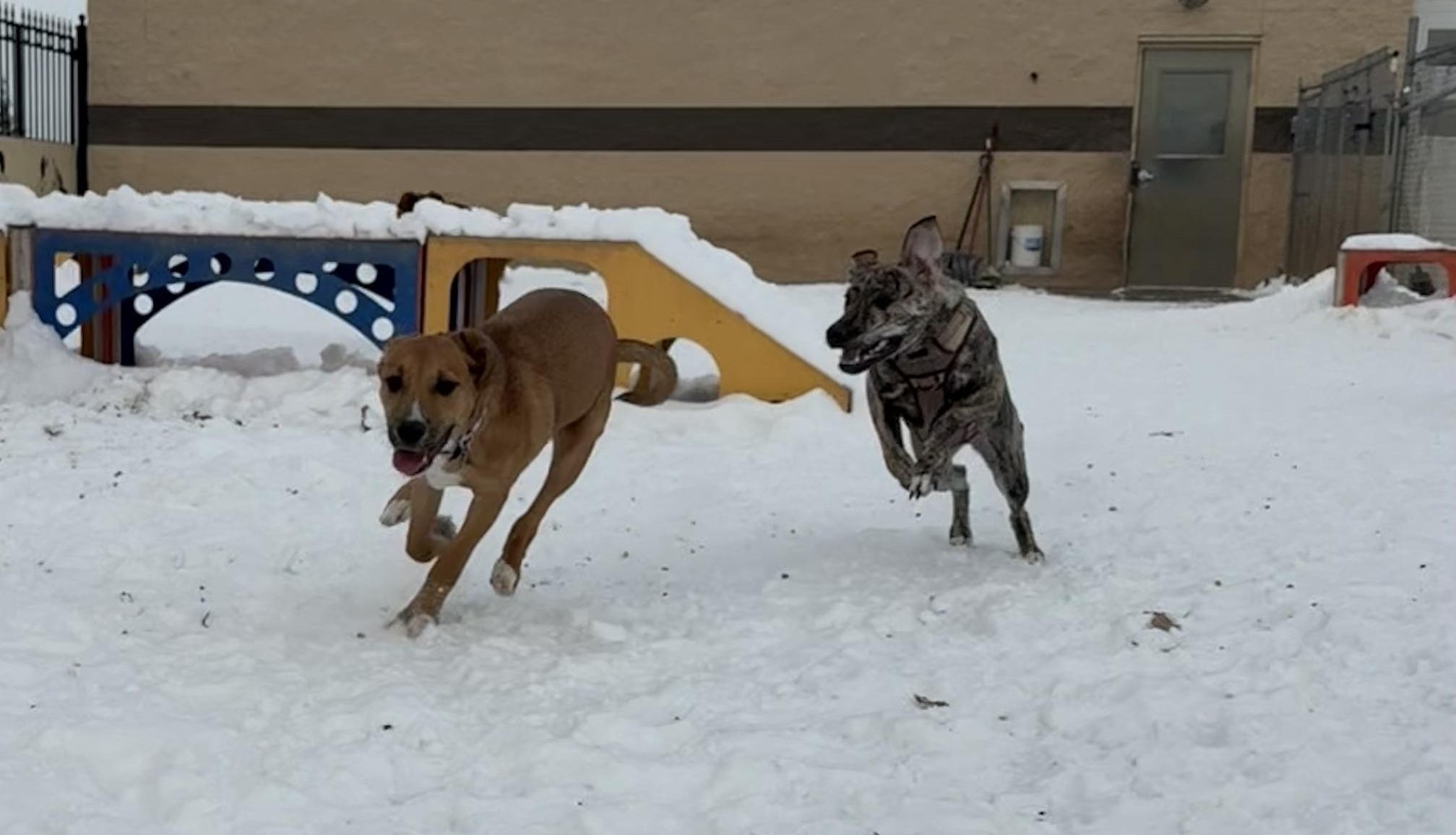 Puppy Social Top Block