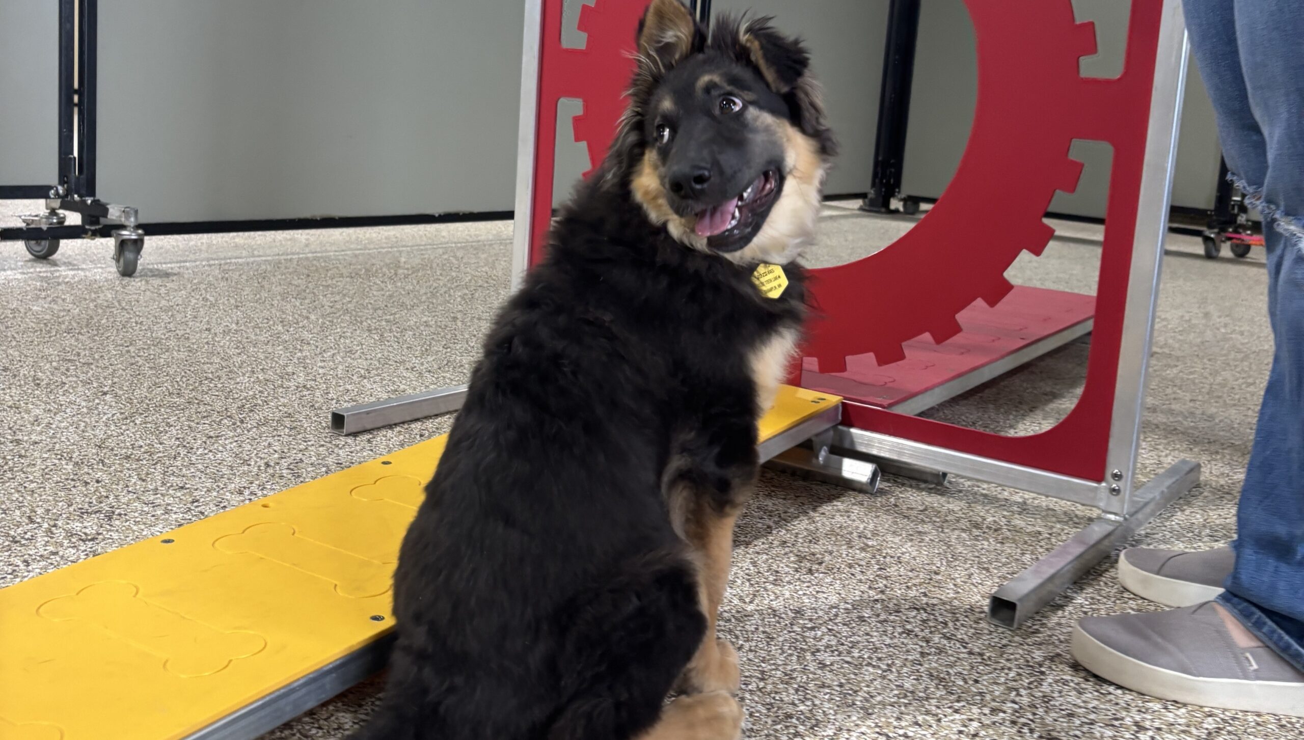 Puppy Training Top Block