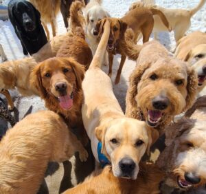 prepare-your-dog-for-daycare