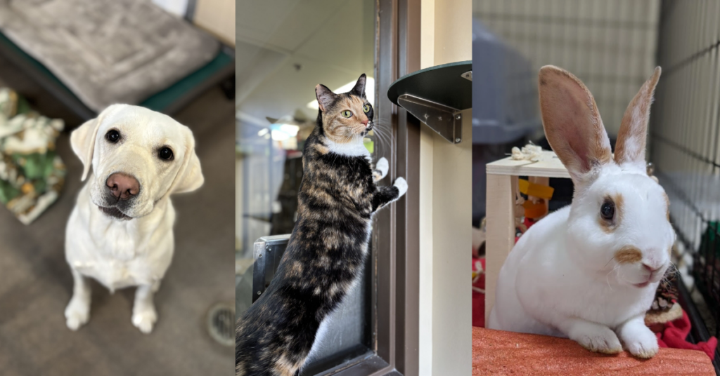 pet-boarding-for-dogs-cats-and-exotic-pets