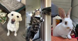 pet-boarding-for-dogs-cats-and-exotic-pets