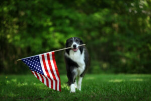 Happy border collie carrying USA flag for Fourth of July