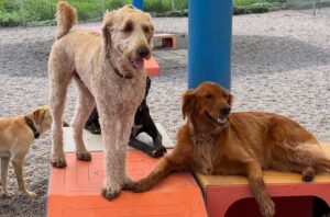what-to-pack-for-your-pets-first-boarding-stay