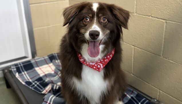 Brown and white dog sitting on dog bed with red bandana on at Stone Mountain Pet Lodge near Osseo, MN.