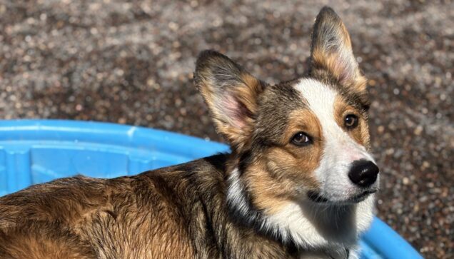 Corgi relaxing in kiddie pool at Stone Mountain Pet Lodge near Osseo, MN.