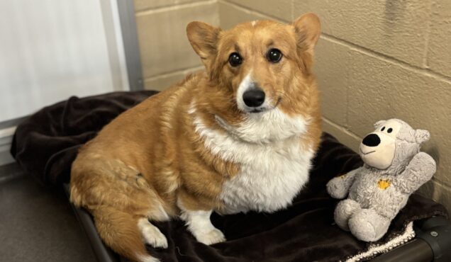 Corgi sitting on dog bed with stuffed bear at Stone Mountain Pet Lodge near Osseo, MN.