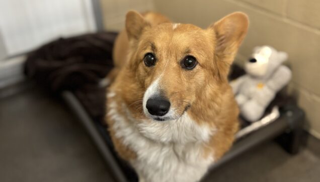 Corgi standing in dog boarding suite with dog bed and stuffed bear at Stone Mountain Pet Lodge near Osseo, MN.