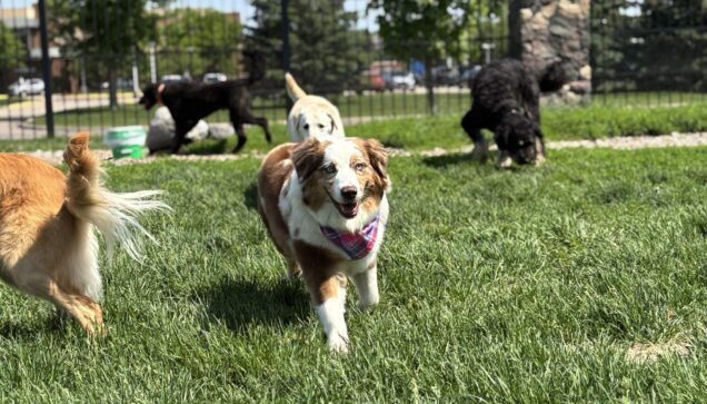 Group of dogs playing in grassat Stone Mountain Pet Lodge near Osseo, MN.