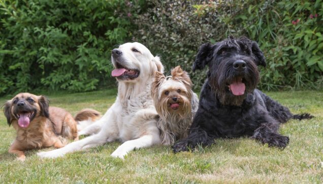 Group of four dogs relaxing on grass at Stone Mountain Pet Lodge near Osseo, MN.