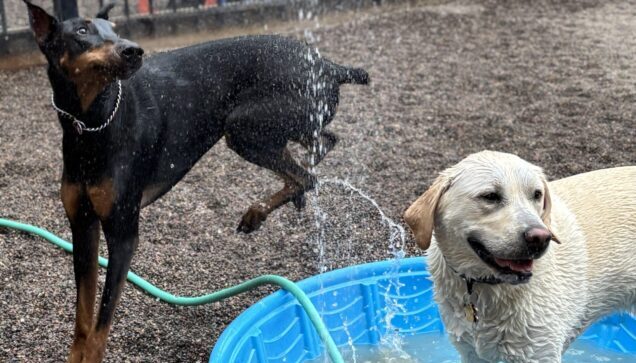 Lab and another dog playing in kiddie pool at Stone Mountain Pet Lodge near Osseo, MN.