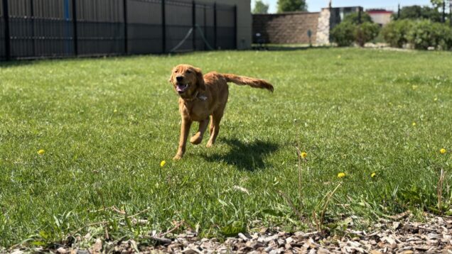 Retriever running through tall grass at Stone Mountain Pet Lodge near Osseo, MN.