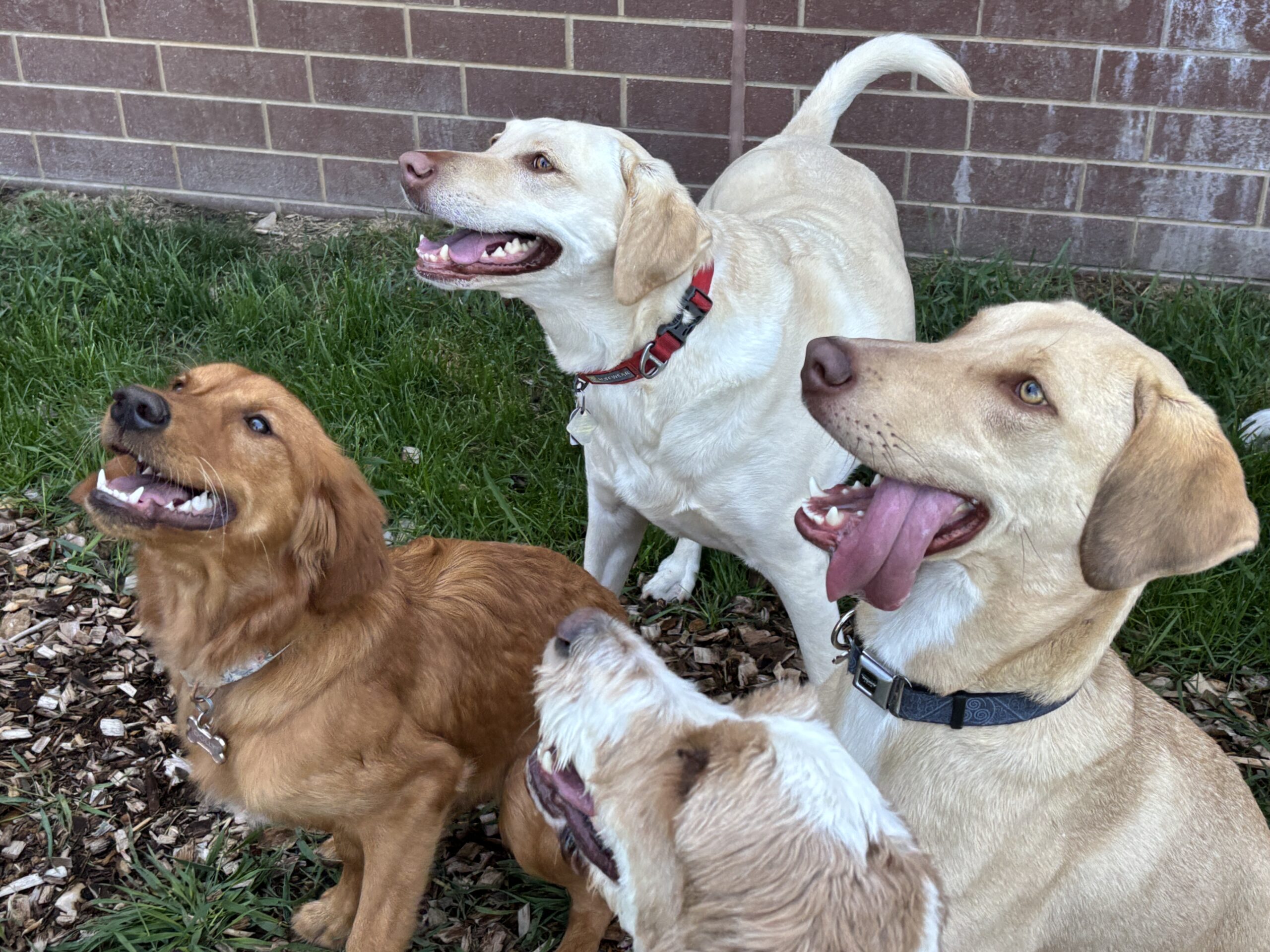 Three dogs smiling in grass at Stone Mountain Pet Lodge near Osseo, MN.