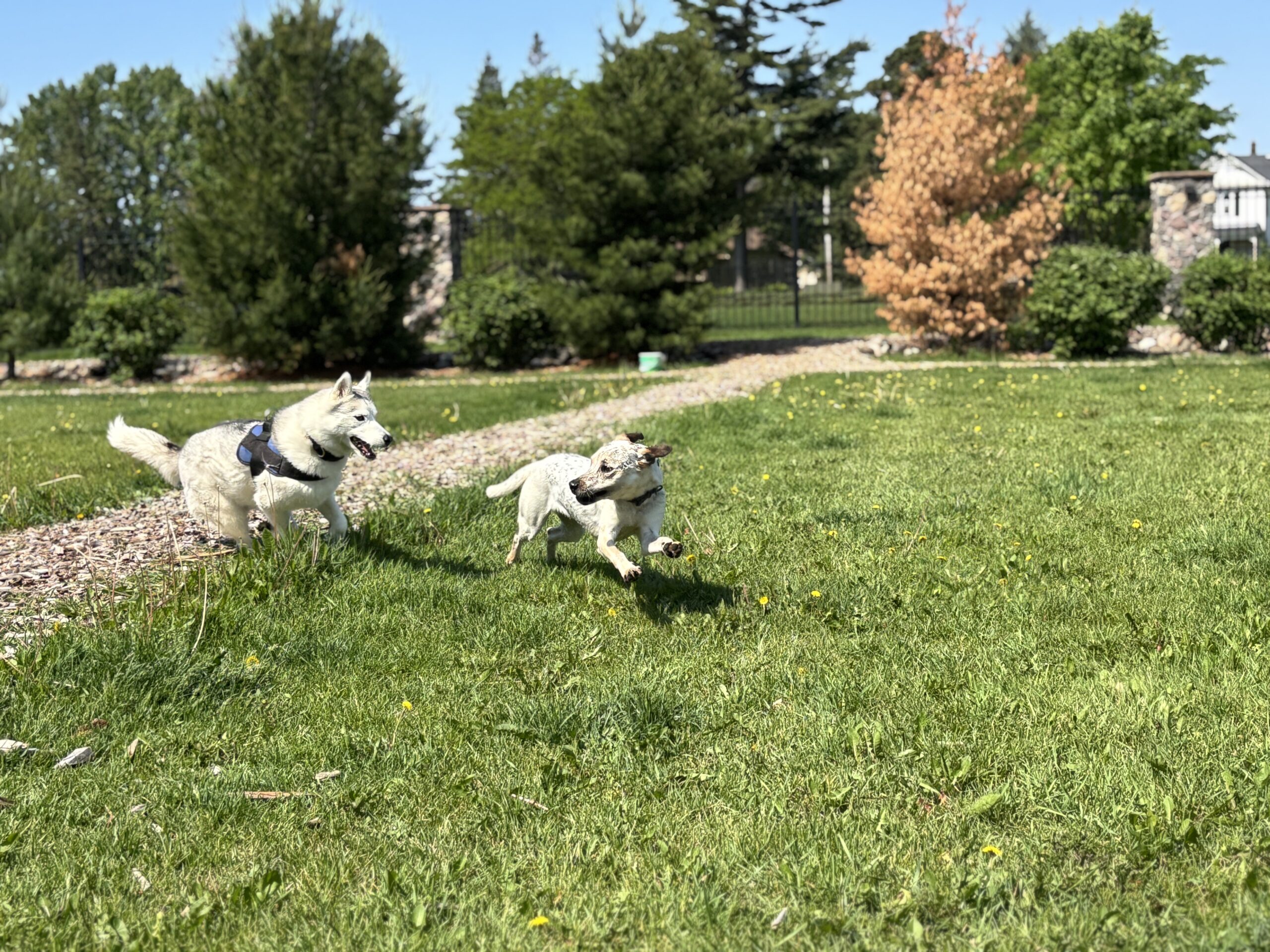 Two dogs frolicking through grass at Stone Mountain Pet Lodge near Osseo, MN.