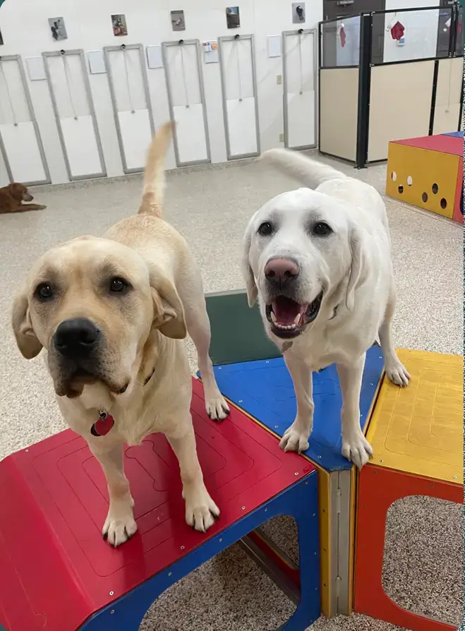 Two yellow labs standing on play equipment at Stone Mountain Pet Lodge near Osseo, MN.