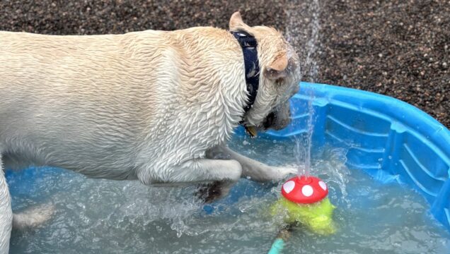 Yellow lab playing with water hose sprinkler in kiddie pool at Stone Mountain Pet Lodge near Osseo, MN.