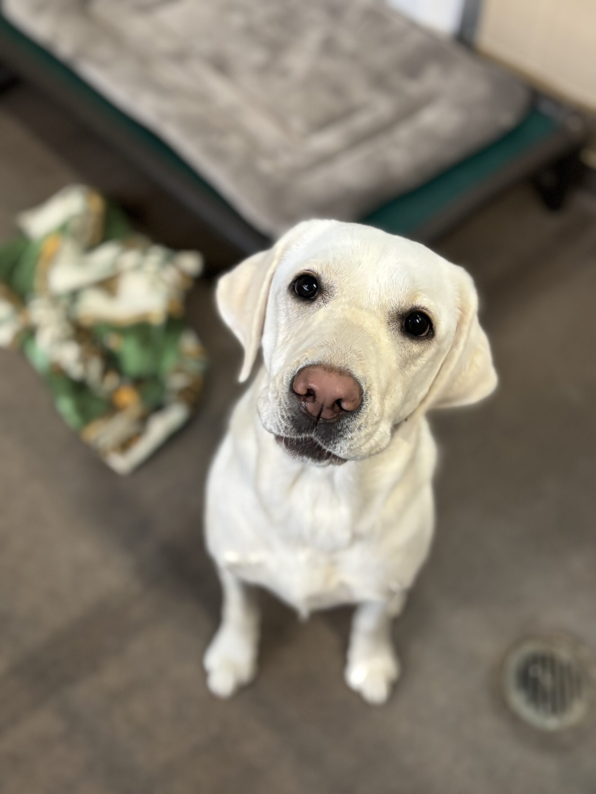 Yellow lab sitting in dog boarding suite at Stone Mountain Pet Lodge near Osseo, MN.